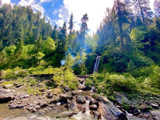 Sharan Forest pine trees Kaghan Valley